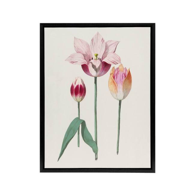 "Artery8 Blooming Tulip Flower Anselmus de Boodt Framed Canvas Wall Art Print in White - Size: W12"" x H16""" - image 1