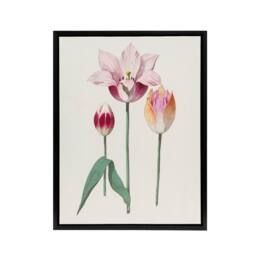 "Artery8 Blooming Tulip Flower Anselmus de Boodt Framed Canvas Wall Art Print in White - Size: W12"" x H16""" - thumbnail 1