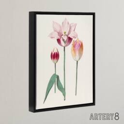 "Artery8 Blooming Tulip Flower Anselmus de Boodt Framed Canvas Wall Art Print in White - Size: W12"" x H16""" - thumbnail 2