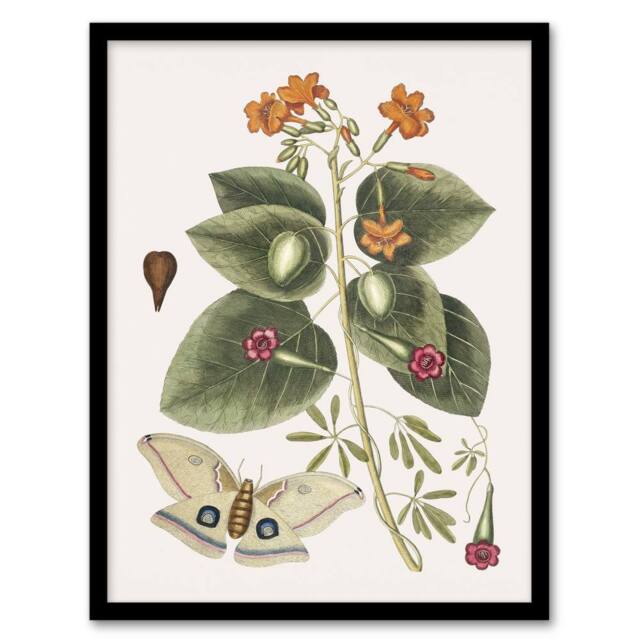 Artery8 Great Moth Tievine & Geiger Tree Flowers Catesby Framed Wall Art - Size: A4 - image 1