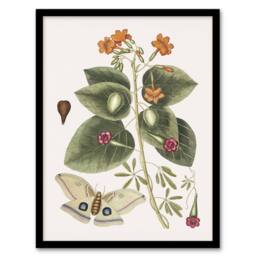 Artery8 Great Moth Tievine & Geiger Tree Flowers Catesby Framed Wall Art - Size: A4 - thumbnail 1