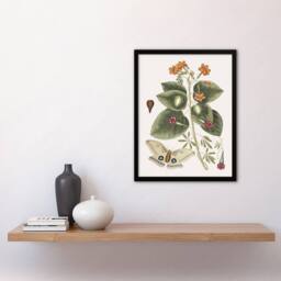 Artery8 Great Moth Tievine & Geiger Tree Flowers Catesby Framed Wall Art - Size: A4 - thumbnail 4