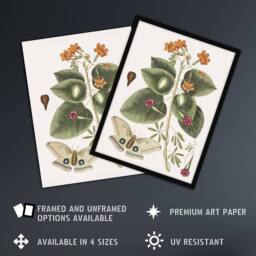 Artery8 Great Moth Tievine & Geiger Tree Flowers Catesby Framed Wall Art - Size: A4 - thumbnail 2