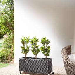 Wyld and Coco Wheeled Plant Pot Black PE Rattan - 3 Removable Inserts