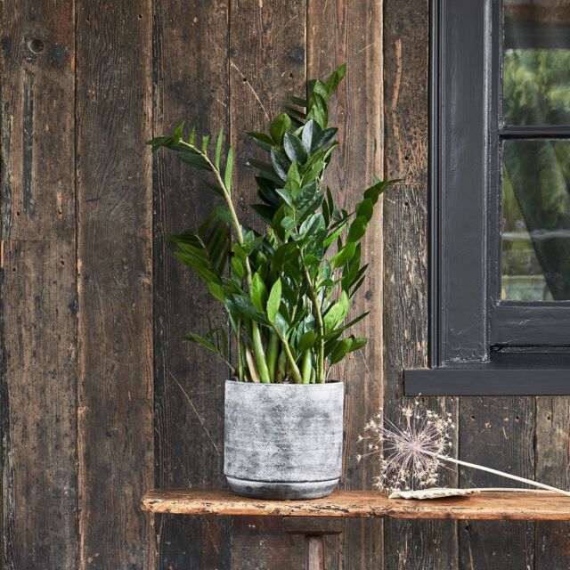 Ivyline Tivoli Planter Earth, H25cm x D26cm in Mid Grey - image 1