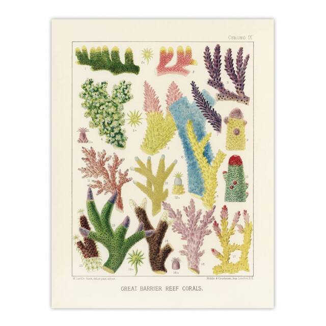 "Artery8 Great Barrier Reef Corals Marine Life Kent Wall Art Poster Print in Beige - Size: W18"" x H24""" - image 1