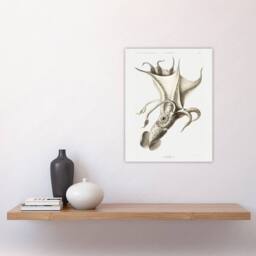 "Artery8 cockeyed squid illustration Carl Chun Wall Art Poster Print in White - Size: W12"" x H16""" - thumbnail 4