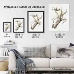 "Artery8 cockeyed squid illustration Carl Chun Wall Art Poster Print in White - Size: W12"" x H16""" - thumbnail 3