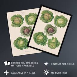 "Artery8 Cabbages Botanical Kitchen Ernst Benary Framed Wall Art Print in White - Size: W12"" x H16""" - thumbnail 2