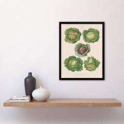 "Artery8 Cabbages Botanical Kitchen Ernst Benary Framed Wall Art Print in White - Size: W12"" x H16""" - thumbnail 4