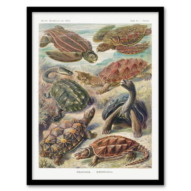 Artery8 Ernst Haeckel Framed Wall Art Chelonia Turtles Vintage Illustration - Size: A4 - image 1
