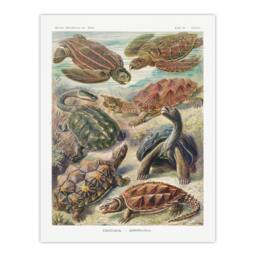 Artery8 Ernst Haeckel Framed Wall Art Chelonia Turtles Vintage Illustration - Size: A4 - thumbnail 3