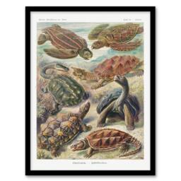 Artery8 Ernst Haeckel Framed Wall Art Chelonia Turtles Vintage Illustration - Size: A4 - thumbnail 1