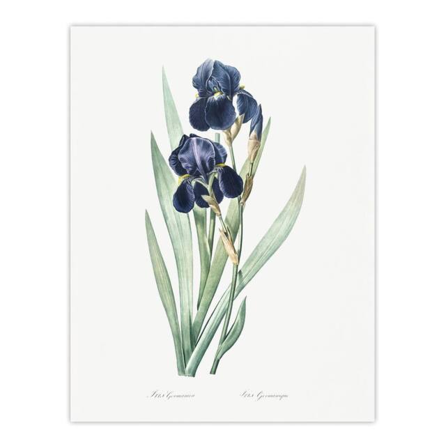 "Artery8 Bearded Iris Botanical Redoute Vintage Wall Art Print Poster in White - Size: W12"" x H16""" - image 1