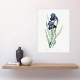 "Artery8 Bearded Iris Botanical Redoute Vintage Wall Art Print Poster in White - Size: W12"" x H16""" - thumbnail 4