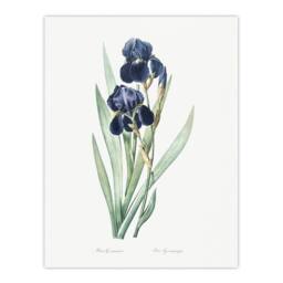 "Artery8 Bearded Iris Botanical Redoute Vintage Wall Art Print Poster in White - Size: W12"" x H16""" - thumbnail 1