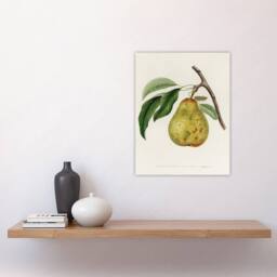 "Artery8 Illustration of a Pear Jacob Sturm Vintage Wall Art Print Poster in White - Size: W18"" x H24""" - thumbnail 4