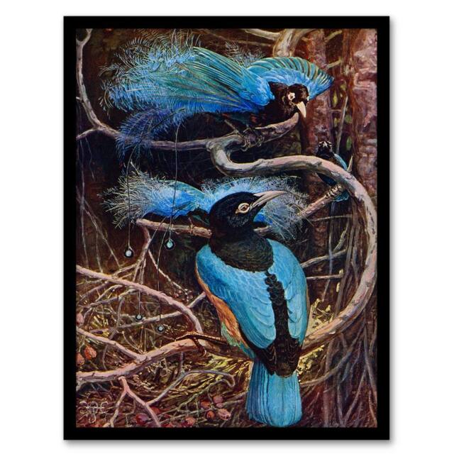Artery8 Sir Henry Hamilton Johnston Framed Wall Art Blue Bird of Paradise in Brown - Size: A4 - image 1