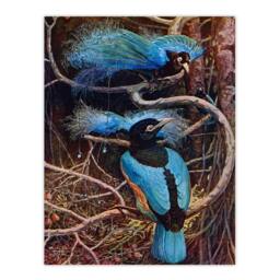 Artery8 Sir Henry Hamilton Johnston Framed Wall Art Blue Bird of Paradise in Brown - Size: A4 - thumbnail 3