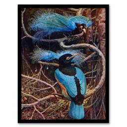 Artery8 Sir Henry Hamilton Johnston Framed Wall Art Blue Bird of Paradise in Brown - Size: A4 - thumbnail 1