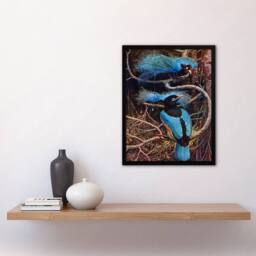 Artery8 Sir Henry Hamilton Johnston Framed Wall Art Blue Bird of Paradise in Brown - Size: A4 - thumbnail 2