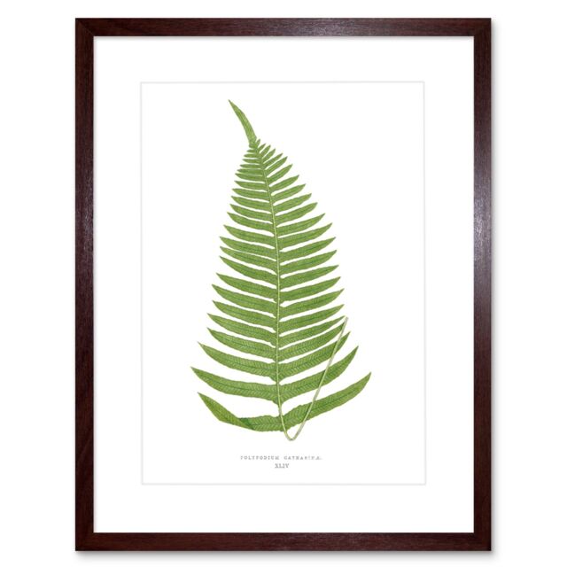 "Artery8 Wall Art Print Fern Polypodium Catharinae Art Framed 9x7 inch in Brown - Size: W7"" x H9""" - image 1
