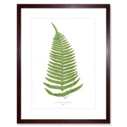 "Artery8 Wall Art Print Fern Polypodium Catharinae Art Framed 9x7 inch in Brown - Size: W7"" x H9""" - thumbnail 1