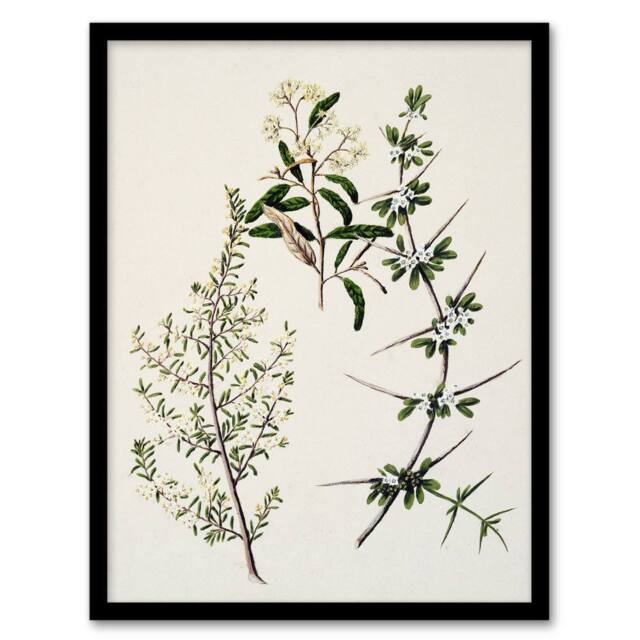 "Artery8 New Zealand Pomaderris Edgerleyi Plant Featon Framed Wall Art Print in Beige - Size: W12"" x H16""" - image 1