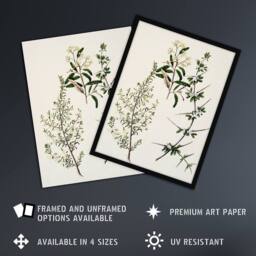 "Artery8 New Zealand Pomaderris Edgerleyi Plant Featon Framed Wall Art Print in Beige - Size: W12"" x H16""" - thumbnail 2