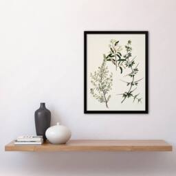 "Artery8 New Zealand Pomaderris Edgerleyi Plant Featon Framed Wall Art Print in Beige - Size: W12"" x H16""" - thumbnail 4