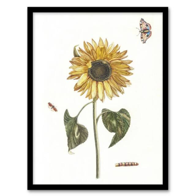 Artery8 Sunflower Caterpillar & Two Butterflies Teyler Framed Wall Art Print in White - Size: A4 - image 1