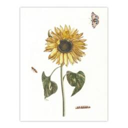 Artery8 Sunflower Caterpillar & Two Butterflies Teyler Framed Wall Art Print in White - Size: A4 - thumbnail 3