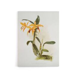 "Artery8 Frederick Sander Laelia & Cattleya Orchid Hybrid Canvas Art Print - Size: W12"" x H16""" - thumbnail 1