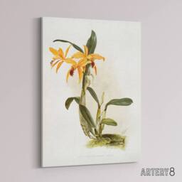 "Artery8 Frederick Sander Laelia & Cattleya Orchid Hybrid Canvas Art Print - Size: W12"" x H16""" - thumbnail 2