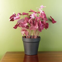 Leaf 30cm Artificial Plant Realistic Purple Shamrock Pink Flowers Potted in Green