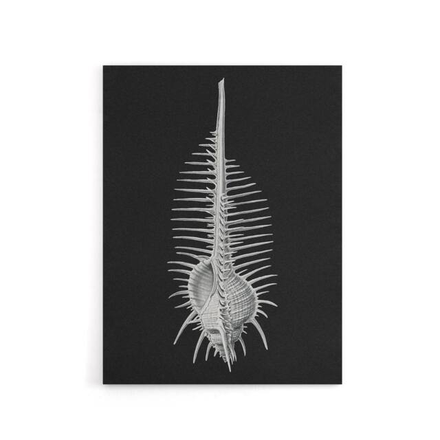 "Artery8 Sea Shell Sketch on Black Haeckel Botanical Canvas Wall Art - Size: W18"" x H24""" - image 1