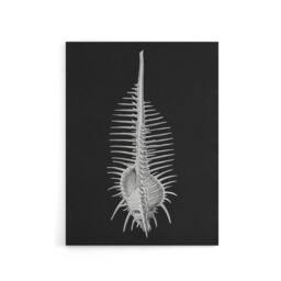 "Artery8 Sea Shell Sketch on Black Haeckel Botanical Canvas Wall Art - Size: W18"" x H24""" - thumbnail 1