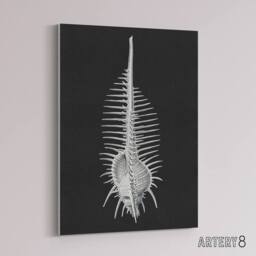 "Artery8 Sea Shell Sketch on Black Haeckel Botanical Canvas Wall Art - Size: W18"" x H24""" - thumbnail 2