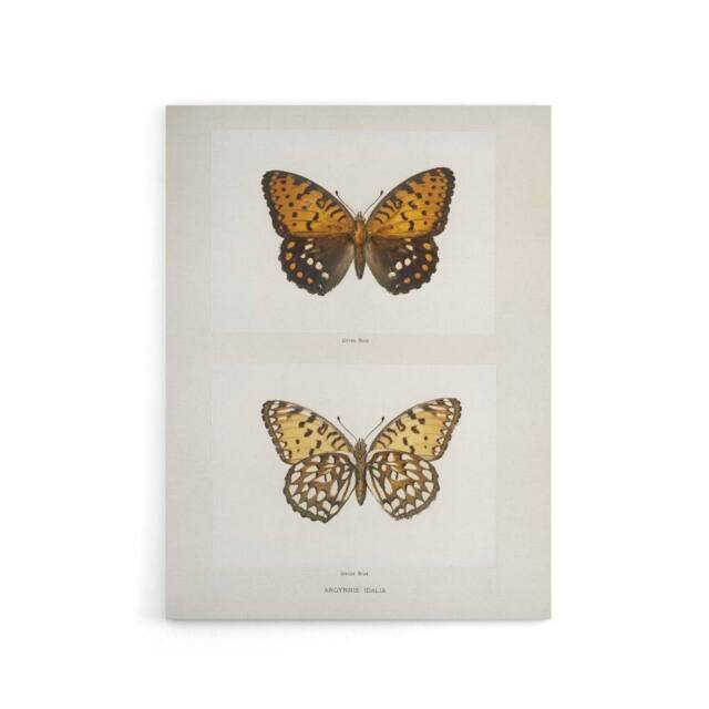"Artery8 Regal Fritillary Butterfly Sherman Denton Canvas Wall Art Print in White - Size: W24"" x H32""" - image 1