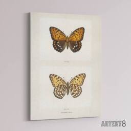 "Artery8 Regal Fritillary Butterfly Sherman Denton Canvas Wall Art Print in White - Size: W24"" x H32""" - thumbnail 2