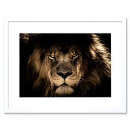 "Artery8 Wall Art Print Male African Lion Face Cat Framed in White - Size: W7"" x H9""" - thumbnail 1