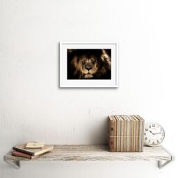 "Artery8 Wall Art Print Male African Lion Face Cat Framed in White - Size: W7"" x H9""" - thumbnail 2