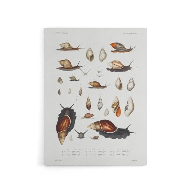 "Artery8 Snail shell Marine Life Ocean Augustus Gould Canvas Wall Art Print in White - Size: W12"" x H16""" - image 1