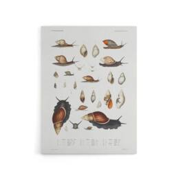 "Artery8 Snail shell Marine Life Ocean Augustus Gould Canvas Wall Art Print in White - Size: W12"" x H16""" - thumbnail 1