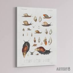 "Artery8 Snail shell Marine Life Ocean Augustus Gould Canvas Wall Art Print in White - Size: W12"" x H16""" - thumbnail 2