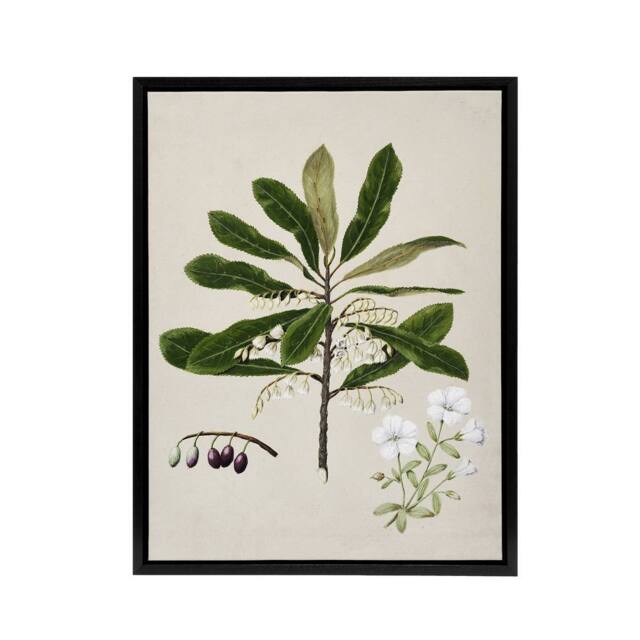 "Artery8 New Zealand Rauhuia & Hinau Flowers Featon Framed Canvas Wall Art in Beige - Size: W12"" x H16""" - image 1