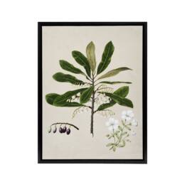 "Artery8 New Zealand Rauhuia & Hinau Flowers Featon Framed Canvas Wall Art in Beige - Size: W12"" x H16""" - thumbnail 1