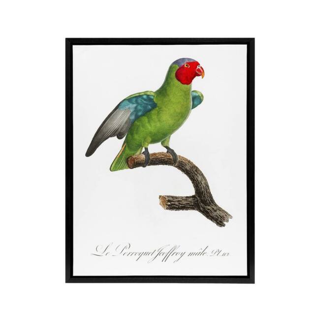 "Artery8 The Red Cheeked Parrot Francois Levaillant Framed Canvas Wall Art in White - Size: W24"" x H32""" - image 1