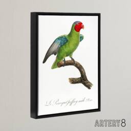 "Artery8 The Red Cheeked Parrot Francois Levaillant Framed Canvas Wall Art in White - Size: W24"" x H32""" - thumbnail 2