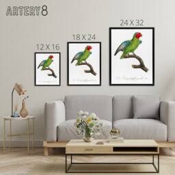 "Artery8 The Red Cheeked Parrot Francois Levaillant Framed Canvas Wall Art in White - Size: W24"" x H32""" - thumbnail 4